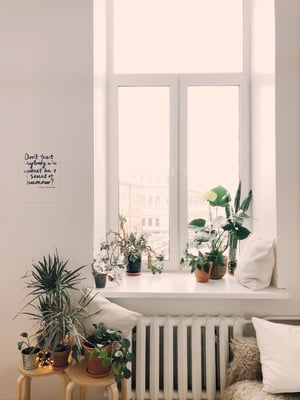 plants on window sill