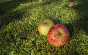 apple-compost-smart-waste-disposal